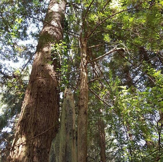 ホテル Emerald Forest Cabins