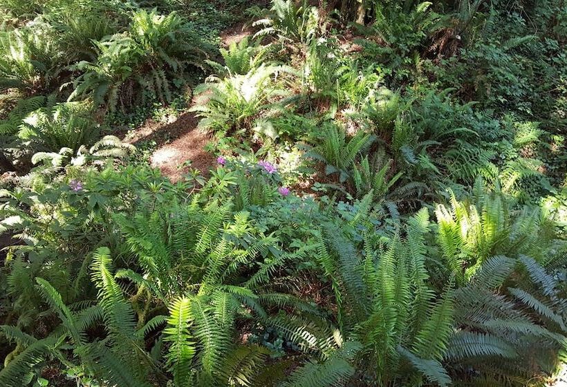 ホテル Emerald Forest Cabins