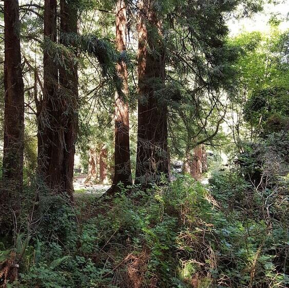 ホテル Emerald Forest Cabins