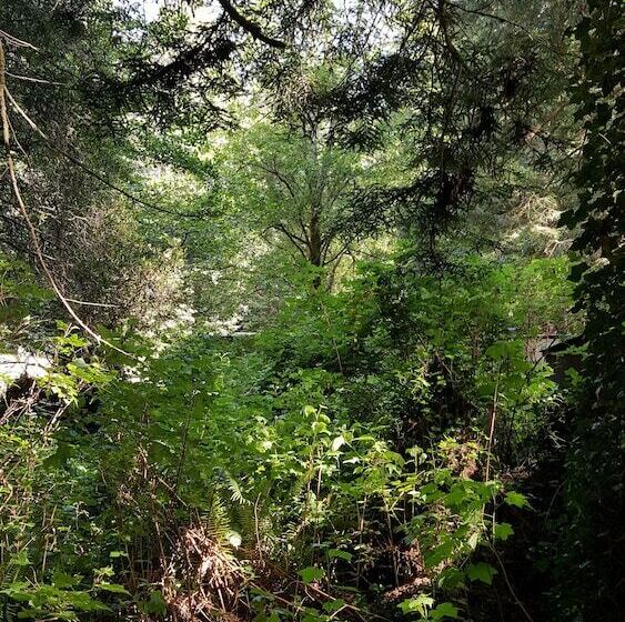 ホテル Emerald Forest Cabins