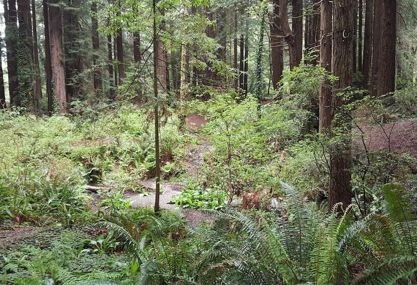 ホテル Emerald Forest Cabins