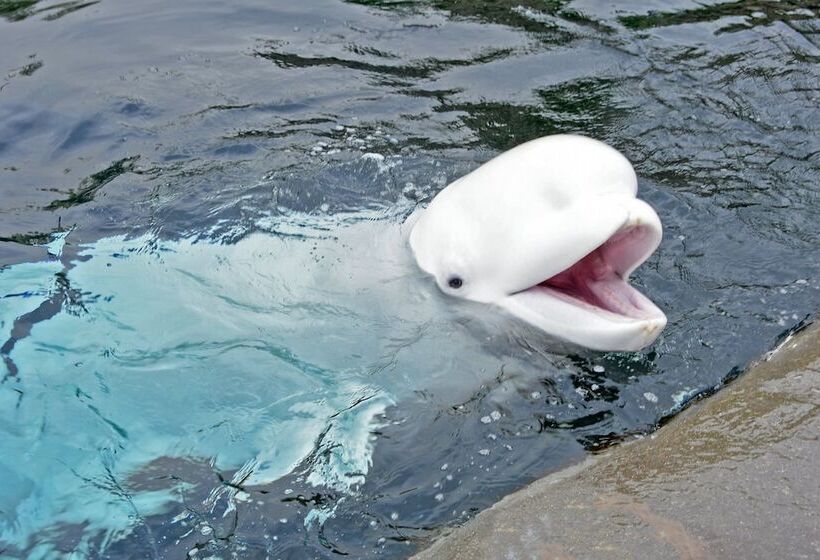 בית מלון כפרי Holiday Inn Express Mystic, An Ihg