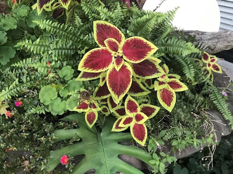 ホテル Inn At Grand Glaize