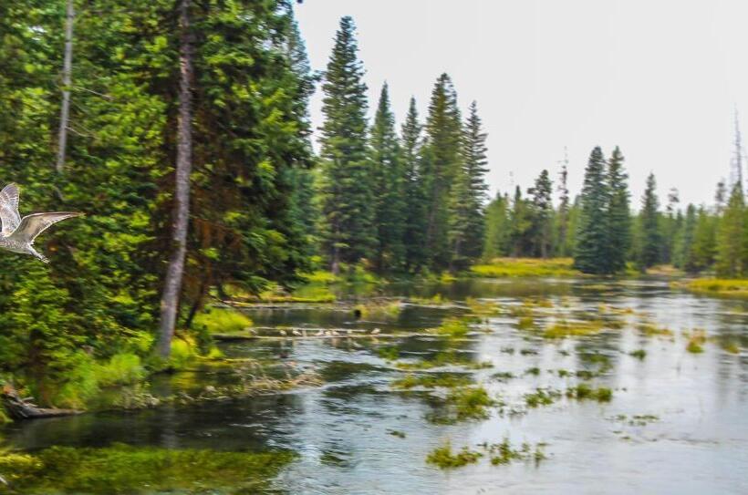 Отель Timbers At Island Park