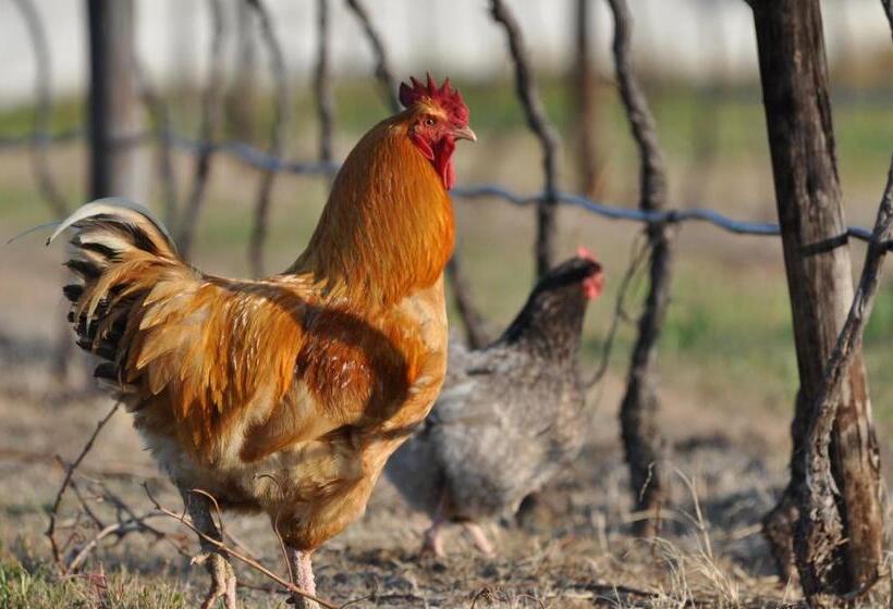 בית מלון כפרי Alpha Excelsior Guest Farm