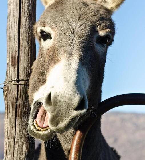 בית מלון כפרי Alpha Excelsior Guest Farm