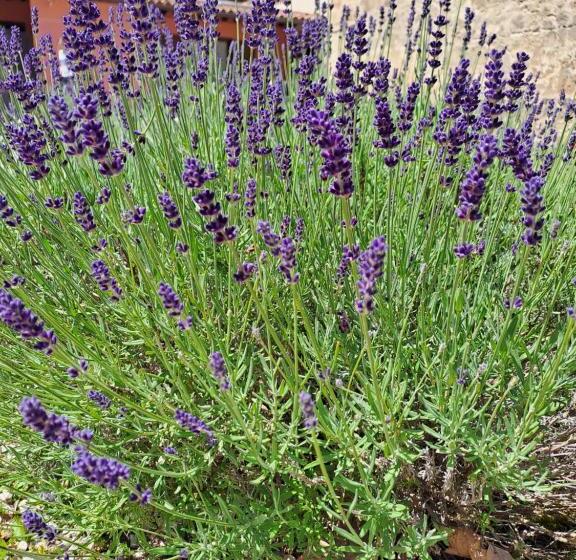 ペンション Affittacamere Il Tiro A Segno