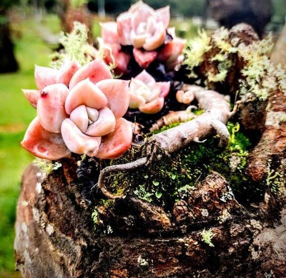 膳宿费 Pousada Nó De Pinho