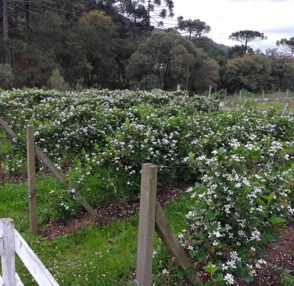 膳宿费 Pousada Nó De Pinho