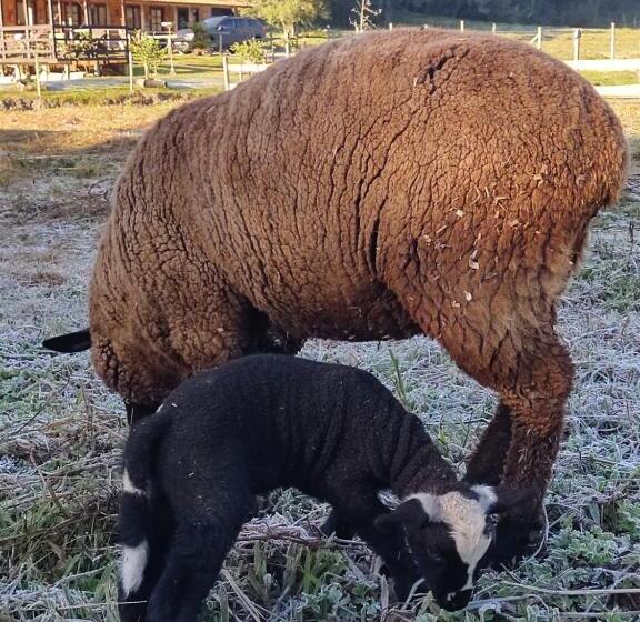 膳宿费 Pousada Nó De Pinho