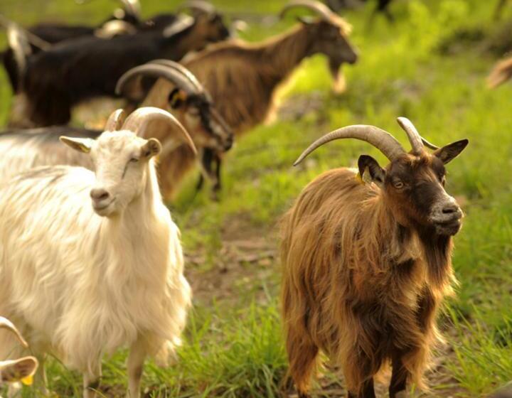 Bed and Breakfast Bergerie Du Prunelli