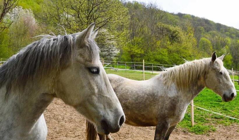 צימר Somhegyi öreg Hársfák Major Vendégház