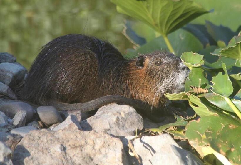 פנסיון Chambre D’hôtes La Ferté