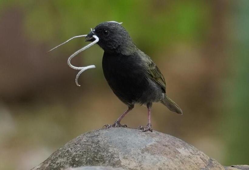 Posada Finca San Vicente B&b