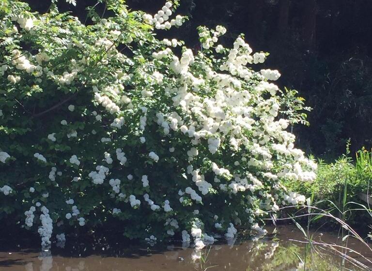 בית מלון כפרי Bunbuku No Yu