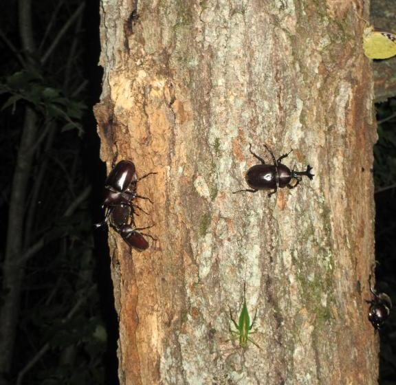בית מלון כפרי Sakura Resort