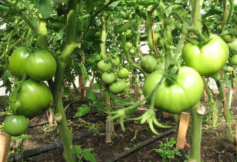هتل روستایی Las Torres Patagonia