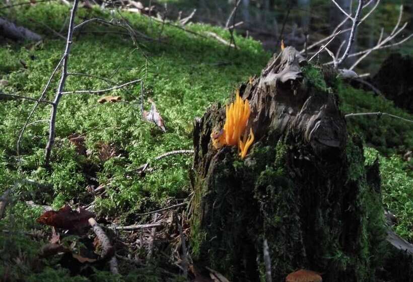 ベッドアンドブレックファースト L'atelier S