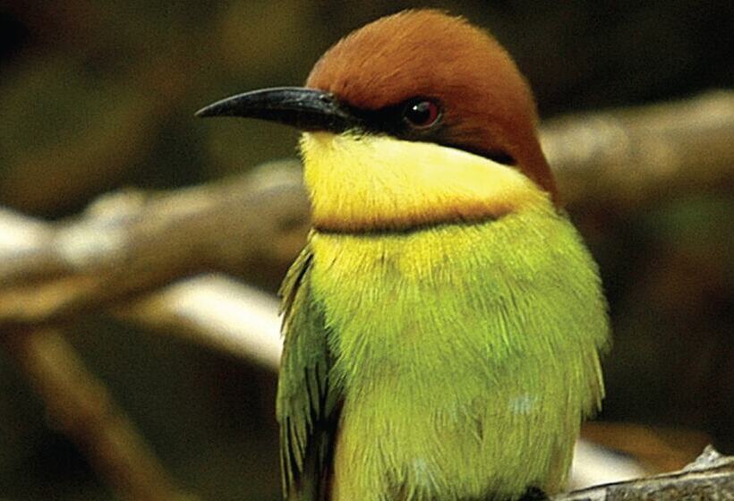 酒店 Big Game Udawalawe By Eco Team