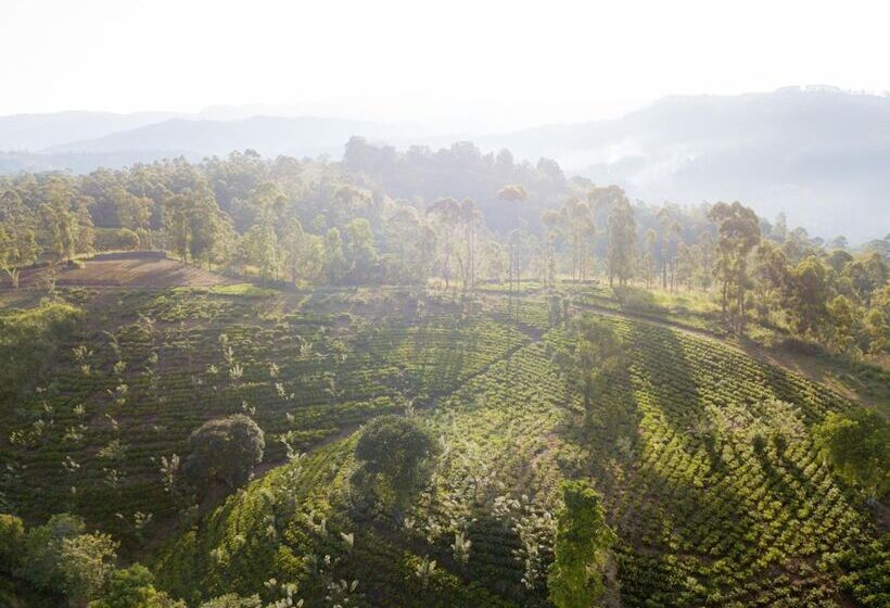 ホテル Mount Havana