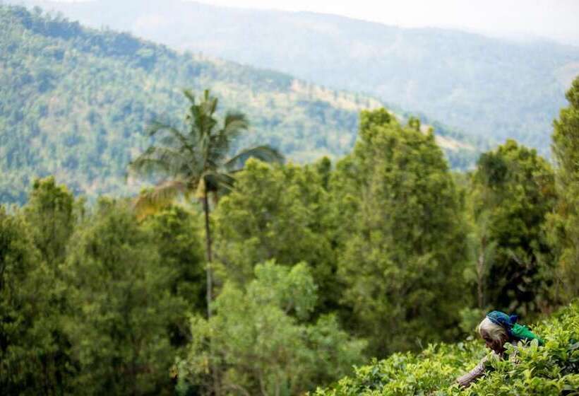 ホテル Mount Havana