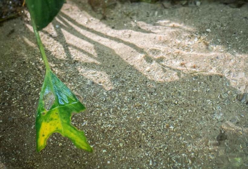 בית מלון כפרי Rain Forest Inn