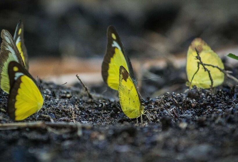 בית מלון כפרי Rain Forest Inn