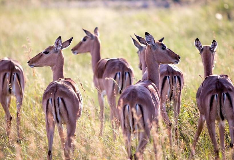 בית מלון כפרי Royal Thonga Safari Lodge