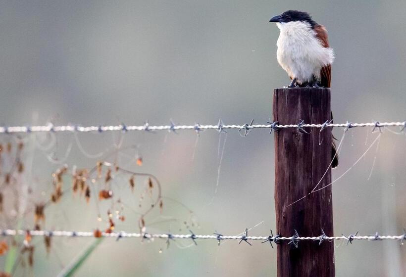 בית מלון כפרי Royal Thonga Safari Lodge