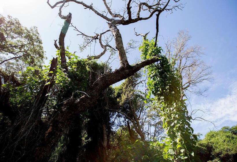 בית מלון כפרי Royal Thonga Safari Lodge