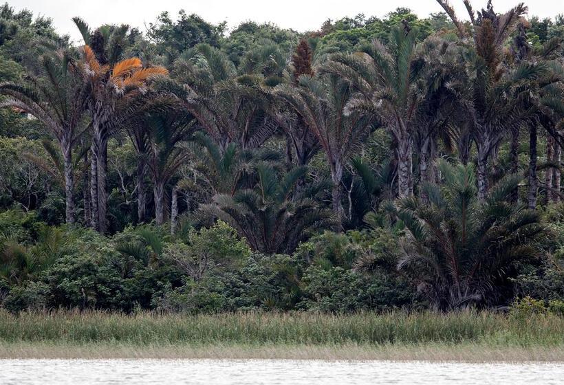 Отель Royal Thonga Safari Lodge