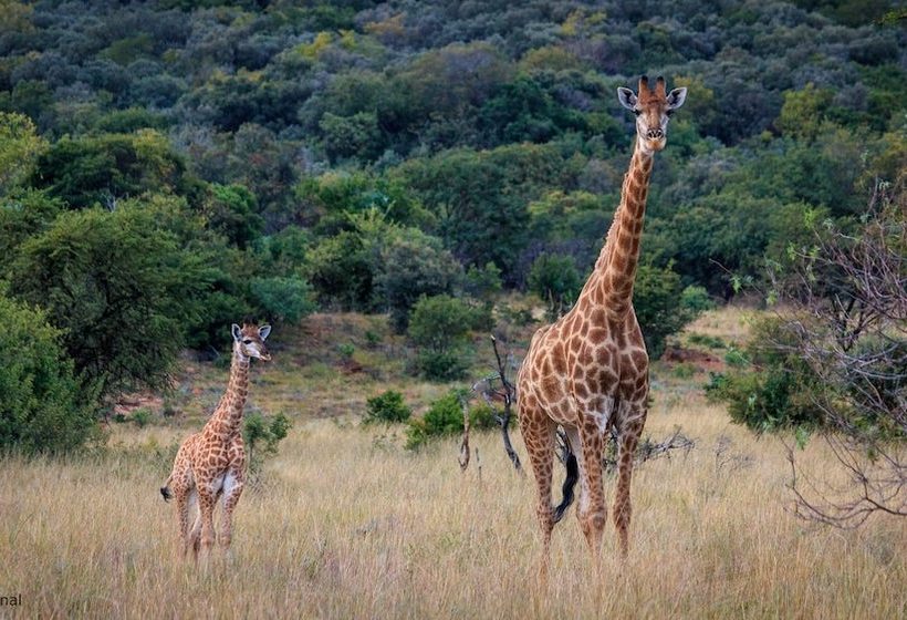 田舎風ホテル Thaba Manzi Ranch