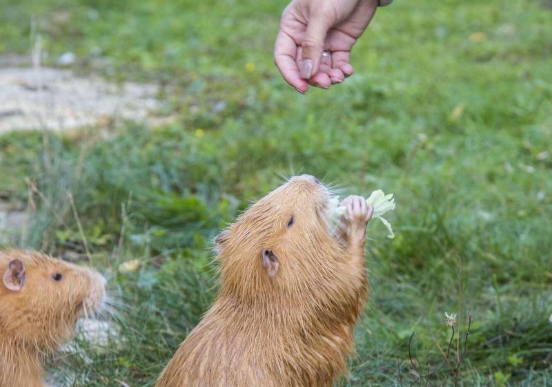 بنسيون Resort Svět