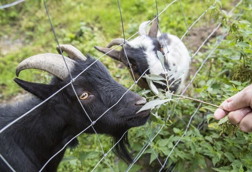 بنسيون Resort Svět