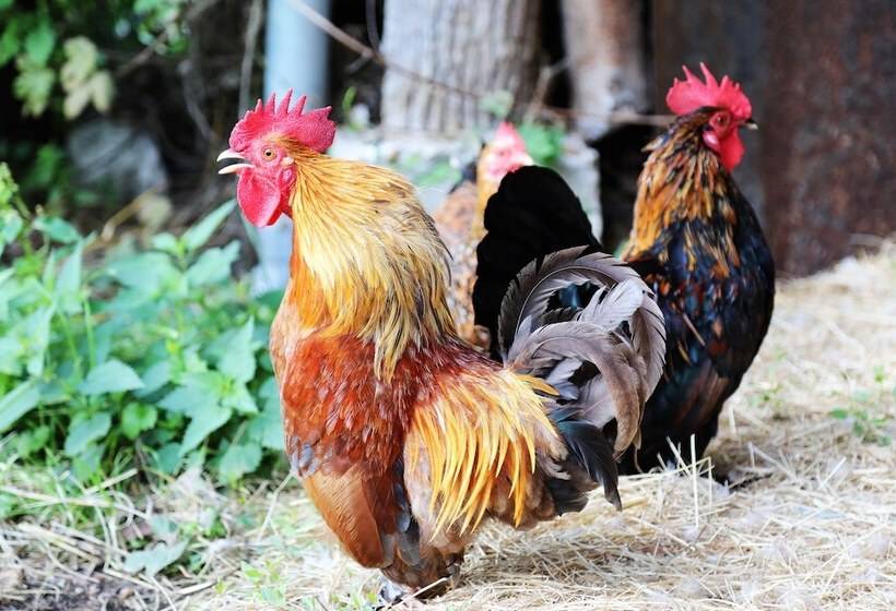 住宿加早餐  La Ferme Des Isles