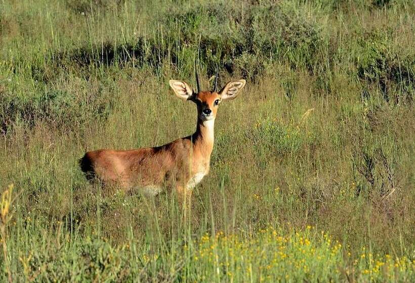 酒店 Karoo Gariep Tented Camp