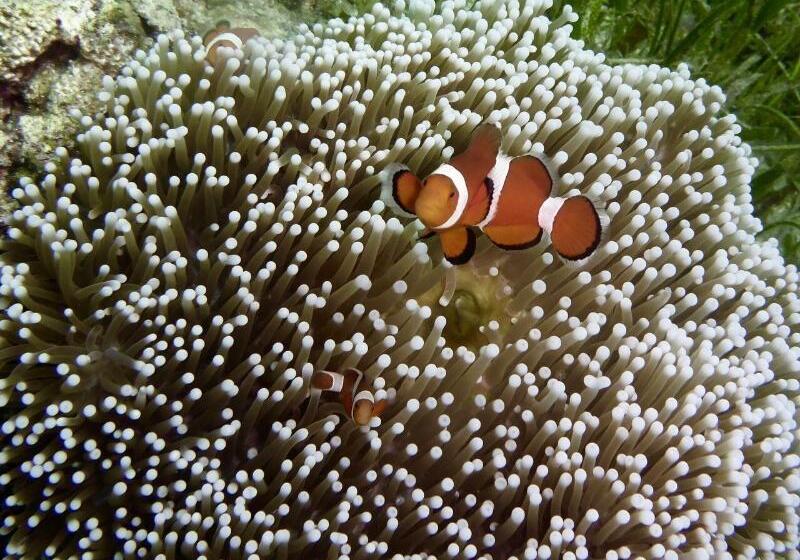 ホテル Sandingan Island Resort