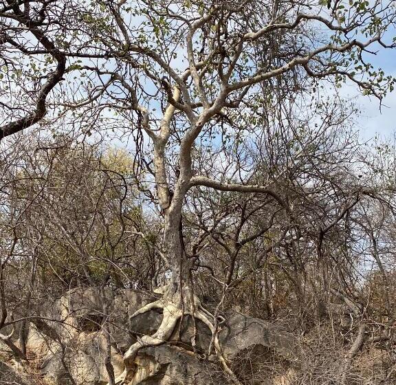 فندق Selati River Ruins