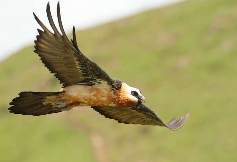 בית מלון כפרי Witsieshoek Mountain Lodge