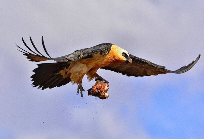 בית מלון כפרי Witsieshoek Mountain Lodge