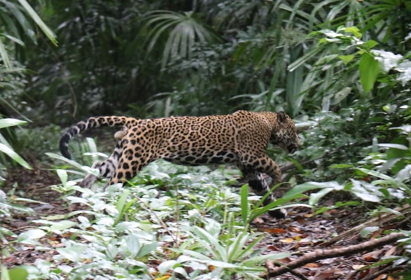 La Milpa Lodge   Hostel