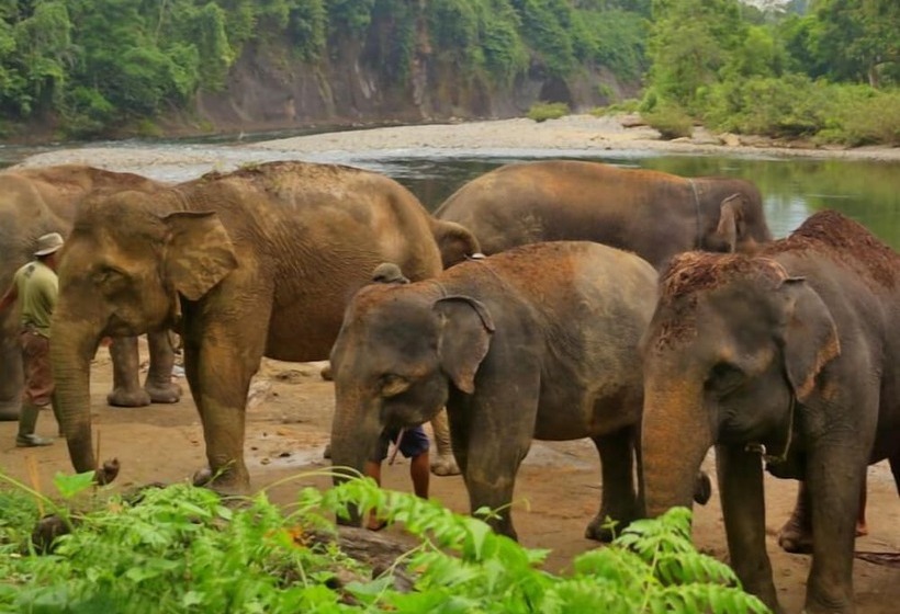 بنسيون Green Forest Tangkahan