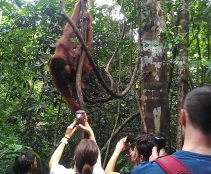 بنسيون Green Forest Tangkahan