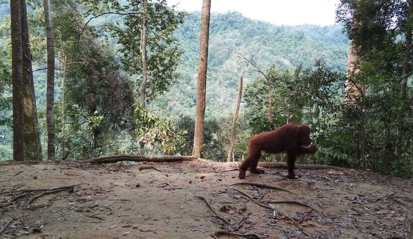 بنسيون Green Forest Tangkahan