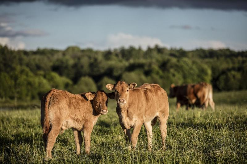 ホテル Domaine Des Etangs, Auberge Resorts Collection