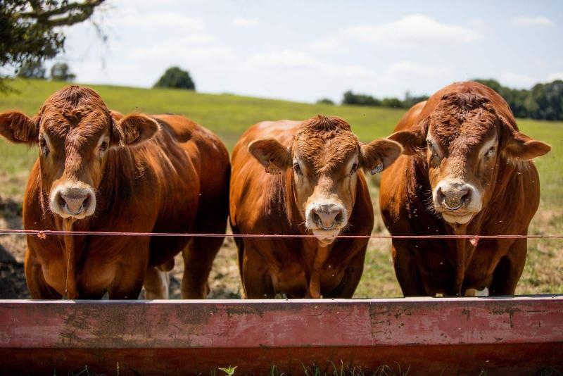 ホテル Domaine Des Etangs, Auberge Resorts Collection