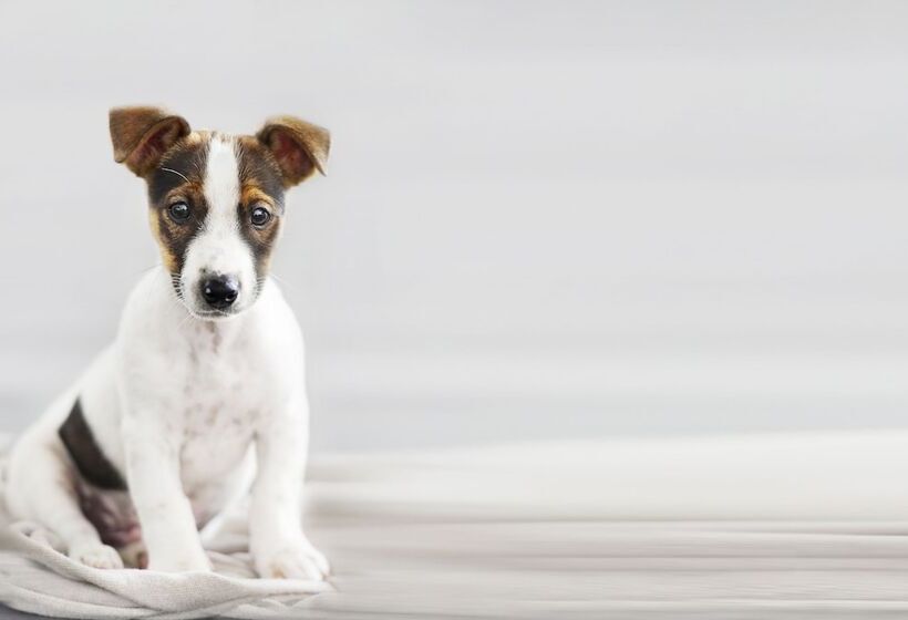 Отель Hyatt House Dallas Lincoln Park