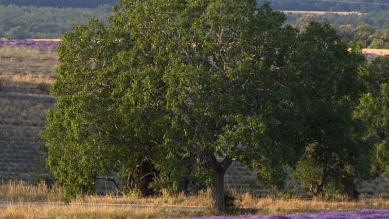 Отель Ibis Manosque Cadarache