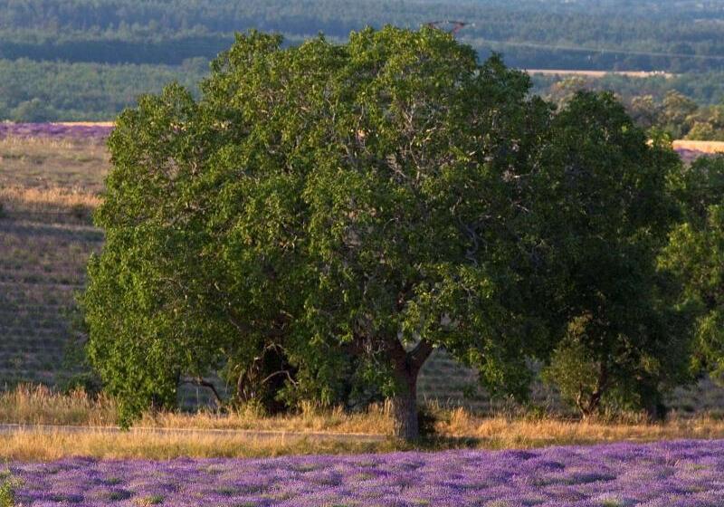 Отель Ibis Manosque Cadarache