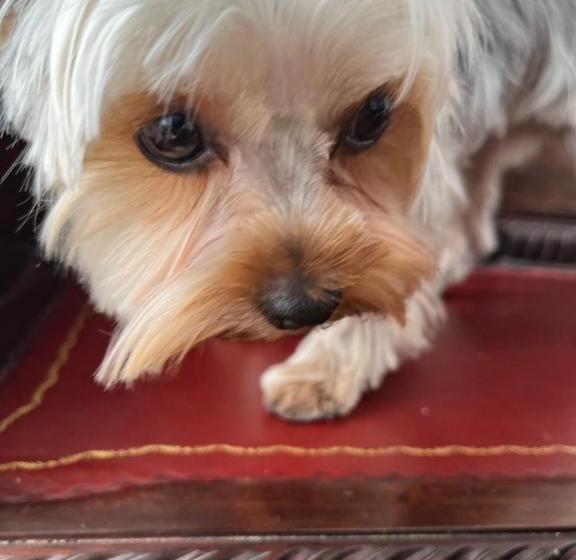 فندق Munroe Inn Boutique